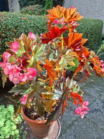 Begonia, sherwood forest beschikbaar voor biedingen