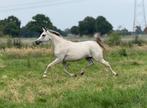 Arabisch Volbloed Merrie Drachtig #arabier, Dieren en Toebehoren, Merrie