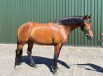 Knappe 6 jarige merrie Franklin X Jazz X Lancet, Dieren en Toebehoren, Merrie