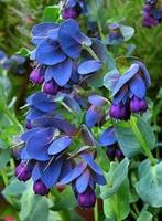 Zaden Cerinthe major purpurascens, Verzenden, Voorjaar, Volle zon, Zaad