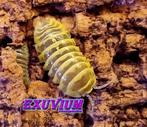 Armadillidium maculatum Chocolate Yellow pissebedden, Overige soorten