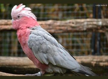 Liefhebber zoekt vogels om een nieuw thuis te