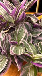 Tradescantia, Ophalen, Halfschaduw, Minder dan 100 cm