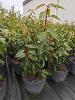 Portugese laurier, prunus lusitanica angustifolia 30-40, Tuin en Terras, Planten | Struiken en Hagen, Ophalen, Laurier, Haag, Minder dan 100 cm