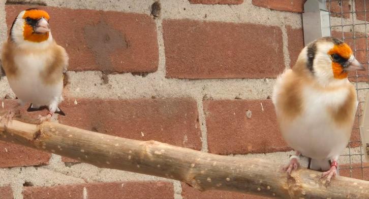 Koppel majoor putters 2025, Dieren en Toebehoren, Vogels | Overige Vogels, Wildzangvogel, Meerdere dieren, Geringd