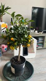 calamondino citrus sinaasappel boom, Tuin en Terras, Zomer, Ophalen of Verzenden, Overige soorten, Volle zon