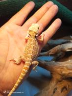 BaardAgam Pogona vitticeps , Hagedis, 0 tot 2 jaar