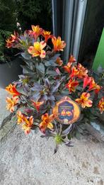 Alstroemeria ‘ indian summer’, Ophalen, Overige soorten, Volle zon