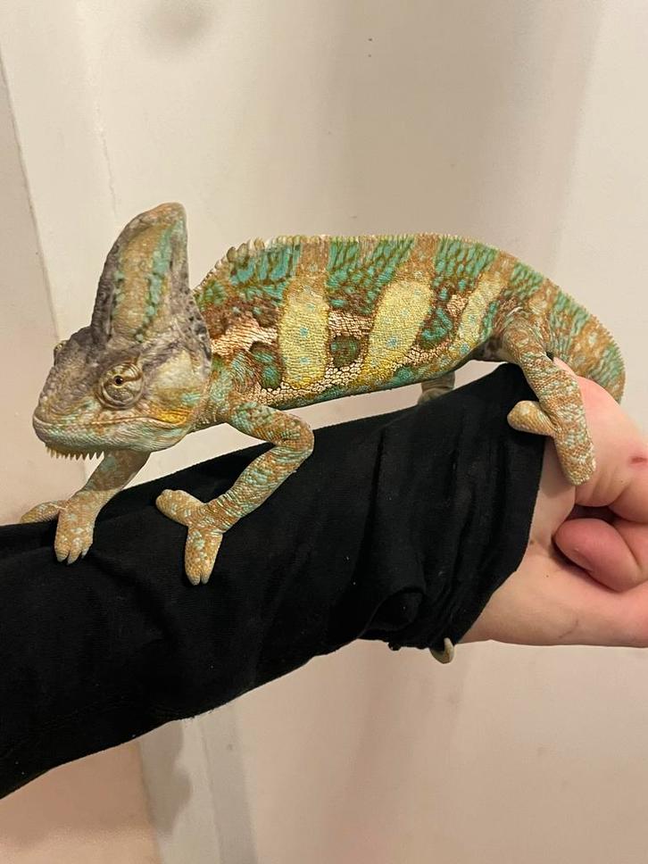 Jonge Jemen Kameleon met terrarium