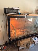 Boa constrictor met groot terrarium, Ophalen of Verzenden, Zo goed als nieuw, Terrarium of Paludarium
