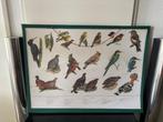 2 Oude School Vogelkaarten en 1 SchoolCijferkaart op karton, Ophalen of Verzenden, Gebruikt, Dieren