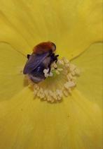 Meconopsis cambrica zaden. Schijnpapaver., Ophalen of Verzenden, Volle zon