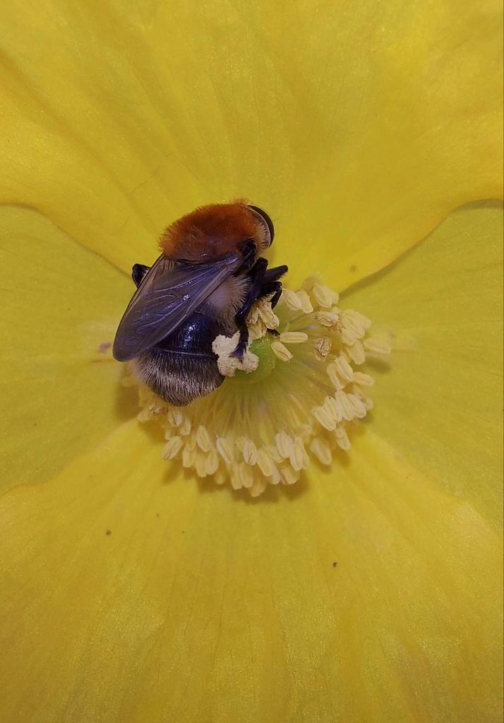 Meconopsis cambrica zaden. Schijnpapaver., Tuin en Terras, Bloembollen en Zaden, Volle zon, Ophalen of Verzenden