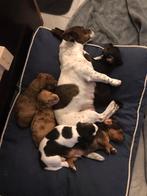 Jack Russel pups, Dieren en Toebehoren, Honden | Jack Russells en Terriërs, Jack Russell Terriër, 8 tot 15 weken, Meerdere, Meerdere dieren