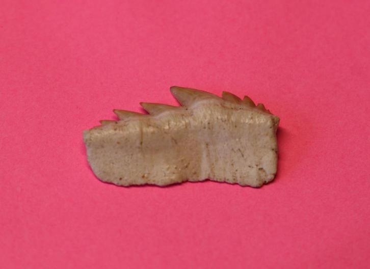 Notidanodon Loozi, Verzamelen, Mineralen en Fossielen, Fossiel, Ophalen of Verzenden