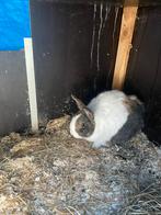 Konijn, Dieren en Toebehoren, Konijnen, Geslacht onbekend, Middelgroot