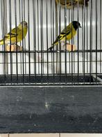 Te koop 1-3 zwartkopsijzen, Dieren en Toebehoren, Vogels | Overige Vogels, Mannelijk