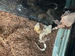 Crested gekko's, Dieren en Toebehoren, Hagedis, 0 tot 2 jaar