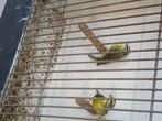 Mozambiquesijs  poppen  tekoop, Dieren en Toebehoren, Vrouwelijk, Tropenvogel