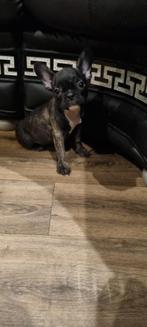 Franse bulldog pups, 8 tot 15 weken, Meerdere, Meerdere dieren, Nederland