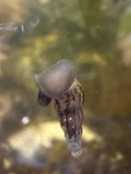 Torenslakjes te koop, Dieren en Toebehoren, Vis