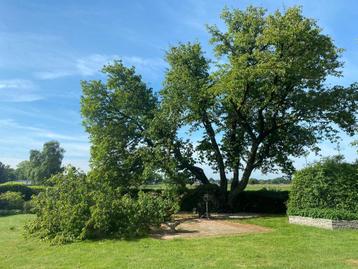  Nog 1 m³ Kersenhout te koop – Perfect voor BBQ & roken!  beschikbaar voor biedingen