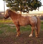 Super stoer mini paardje NMPRS, Dieren en Toebehoren, Pony's, Hengst, A pony (tot 1.17m), Recreatiepony, 7 tot 10 jaar