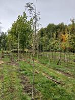 Sorbus domestica/ Lijsterbes, Ophalen, Volle zon, Overige soorten