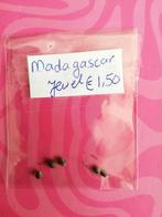 Madagascar Jewel zaden, Ophalen of Verzenden, Overige soorten, Minder dan 100 cm