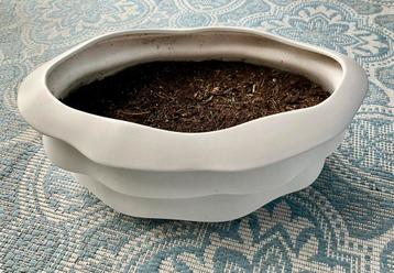 Mooie organische keramische plantenbak beschikbaar voor biedingen