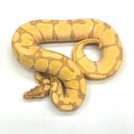 Python Regius - Banana morphs, Dieren en Toebehoren, Reptielen en Amfibieën, Slang, 0 tot 2 jaar, Tam