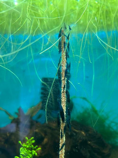 Neocaridina heteropoda Blue Dream garnalen, Dieren en Toebehoren, Vissen | Aquariumvissen
