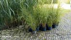 Zebragras (Miscanthus Sinensis Zebrinus) 20 cm pot, Ophalen, Volle zon, Vaste plant, Siergrassen