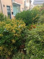 Gratis mooie grote struiken, Tuin en Terras, Ophalen of Verzenden, Overige soorten