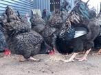 Broedeieren zilvergezoomde Barnevelder Raszuiver, Dieren en Toebehoren, Pluimvee, Geslacht onbekend, Kip