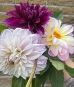 Dahlia zaden, Ophalen of Verzenden, Volle zon