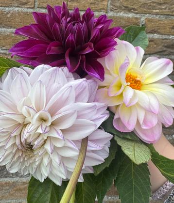 Dahlia zaden beschikbaar voor biedingen