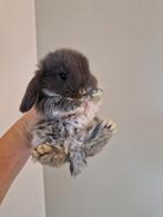 Nog 4 baby konijntjes otter blauw - minilop x nhd, Dieren en Toebehoren, Konijnen, Meerdere dieren, Dwerg, Hangoor