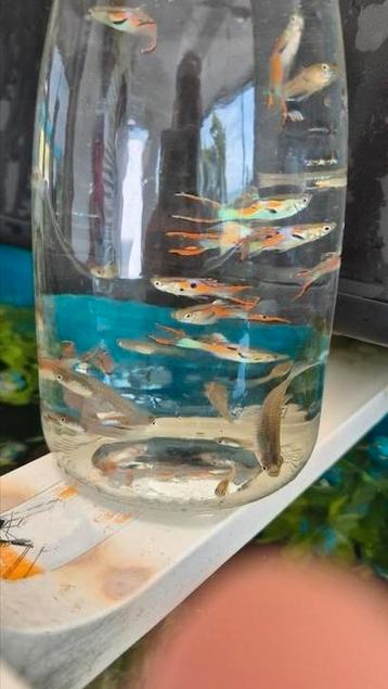 Leuke mooie guppen te koop per 25 stuks beschikbaar voor biedingen