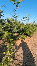 Gleditsia sunburst meerstammige bomen in maten leverbaar, Ophalen of Verzenden, Volle zon, Overige soorten