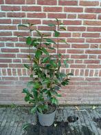 Photinia fras red robin glansmispel 60/80, Ophalen of Verzenden, Overige soorten, Minder dan 100 cm