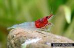 Pre order: Red Neck Neocaridina garnaal - garnalen, Kreeft, Krab of Garnaal