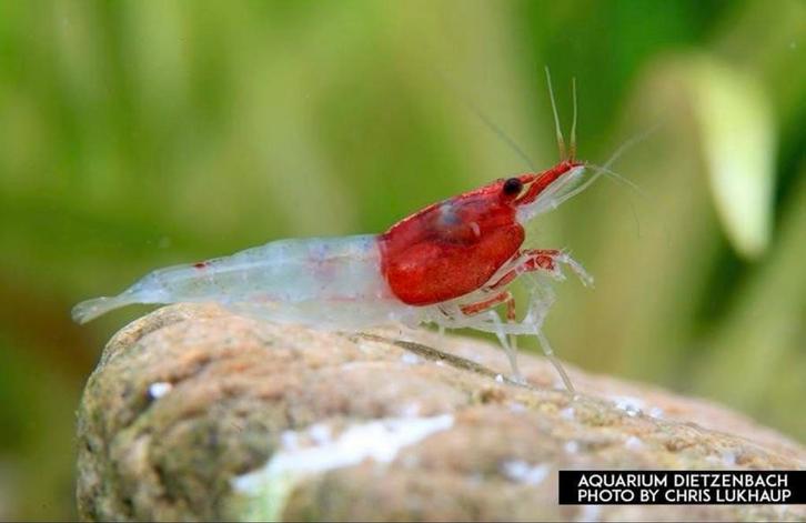 Pre order: Red Neck Neocaridina garnaal - garnalen, Dieren en Toebehoren, Vissen | Aquariumvissen, Kreeft, Krab of Garnaal