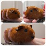 Schattige jonge cavia's zoeken een thuis! Kunnen samen., Dieren en Toebehoren, Cavia, Mannelijk, Januari, Tam