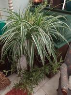 Super grote graslelie met heel veel stekjes, Ophalen, Overige soorten, Halfschaduw, In pot