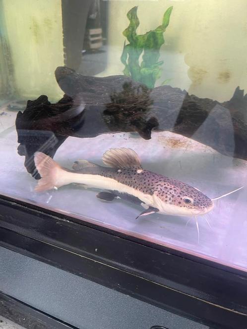 Roodstaart meerval, Dieren en Toebehoren, Vissen | Aquariumvissen, Zoetwatervis, Vis