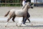 Welsh A hengstveulen, Minder dan 160 cm, 0 tot 2 jaar, Hengst, Onbeleerd