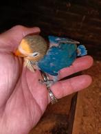 mooie baby dwergpapaaitjes agarpornissen om tam temaken, Dieren en Toebehoren, Mannelijk, Parkiet, Tam