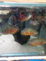 Pauwoog cichliden Oscar groot Vissenasiel Nederland, Dieren en Toebehoren, Vis, Zoetwatervis, Schoolvis