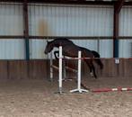 Leuke 3,5 jarige merrie, Dieren en Toebehoren, Merrie, Springpaard, B, 3 tot 6 jaar
